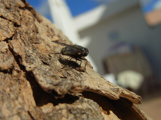 Mosca