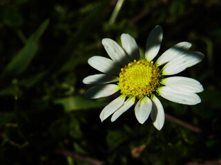 Fiore