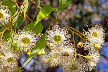White eucalyptus blossoms with bee, set against lush green leaves and sunny background