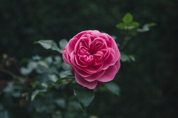 Close-up of a blooming pink rose with dark green leaves against a dark background.