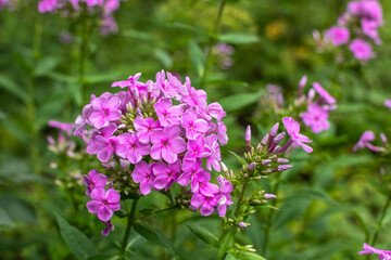 Purple phlox flowers on green background