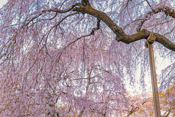 庭園を彩る満開の枝垂れ桜