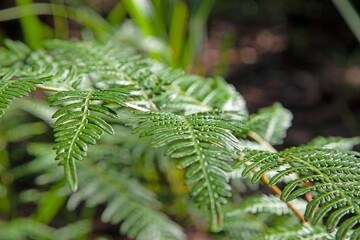 Dense vibrant green fern leaves in a natural outdoor setting
