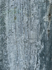 Old wooden panel with blue peeling paint, close up, background.
