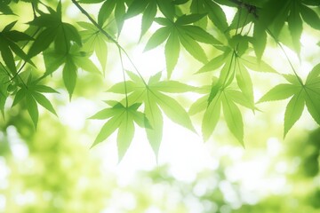 lush green leaves with soft sunlight background