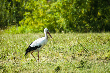 white stork on a green meadow in summer