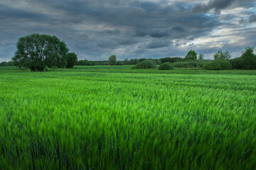 Fototapeta premium Cloudy sky over a green barley field