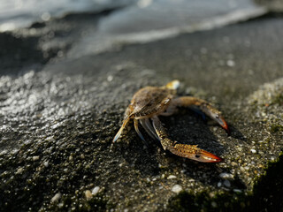 crab close up on sea beach
