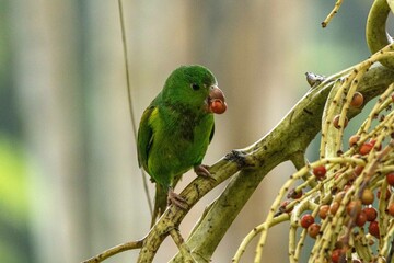 Birds of the Atlantic Forest - Brazil