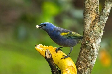 Birds of the Atlantic Forest - Brazil