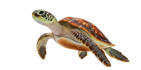 Swimming Sea Turtle Isolated on White Background
