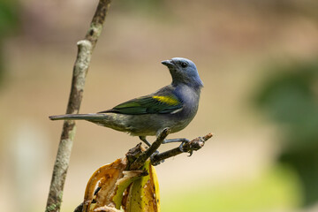 Birds of the Atlantic Forest - Brazil