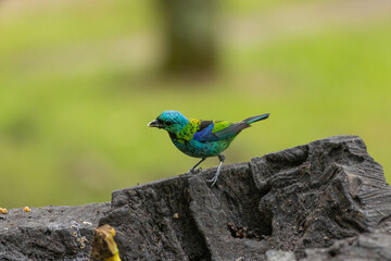 Birds of the Atlantic Forest - Brazil