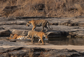 Fototapeta premium Tigress and three cubs in and near water body at Panna Tiger Reserve, Madhya pradesh, India