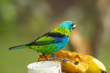 Birds of the Atlantic Forest - Brazil