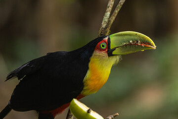 Birds of the Atlantic Forest - Brazil
