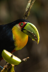 Birds of the Atlantic Forest - Brazil
