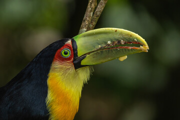 Birds of the Atlantic Forest - Brazil