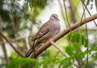 Inca Dove