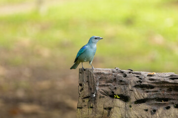 Birds of the Atlantic Forest - Brazil