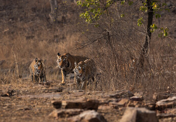 Tigress and cubs in its habitat at Panna Tiger Reserve, Madhya pradesh, India