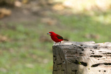 Birds of the Atlantic Forest - Brazil
