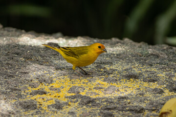 Birds of the Atlantic Forest - Brazil