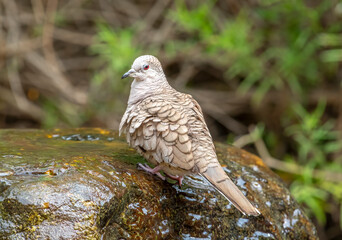 Inca Dove