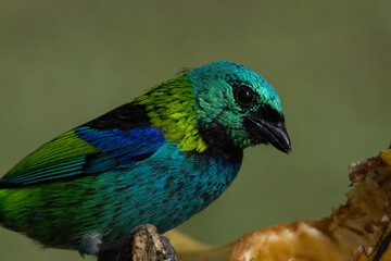 Birds of the Atlantic Forest - Brazil