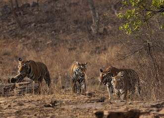 Tiger family walking in Panna Tiger Reserve, Madhya pradesh, India