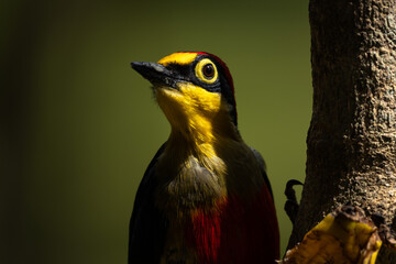 Birds of the Atlantic Forest - Brazil