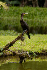 Birds of the Atlantic Forest - Brazil
