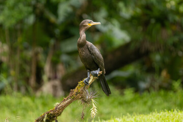 Birds of the Atlantic Forest - Brazil