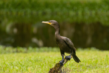 Birds of the Atlantic Forest - Brazil