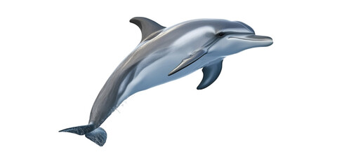 Fototapeta premium Dolphin on Transparent Background