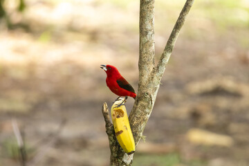 Birds of the Atlantic Forest - Brazil