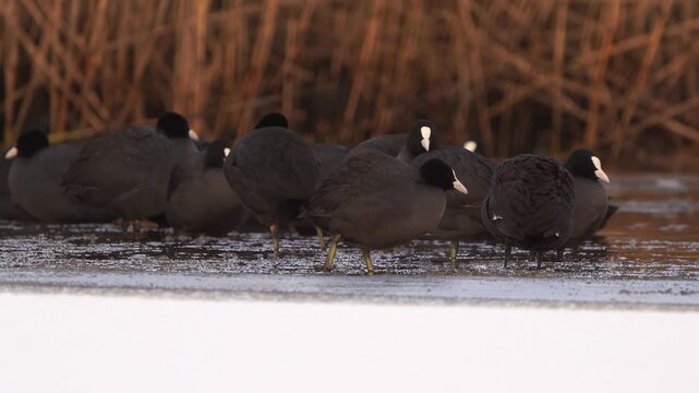 A group of Eurasian coot (Fulica atra) standing near an ice hole