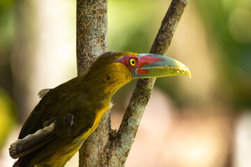 Birds of the Atlantic Forest - Brazil