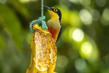 Birds of the Atlantic Forest - Brazil