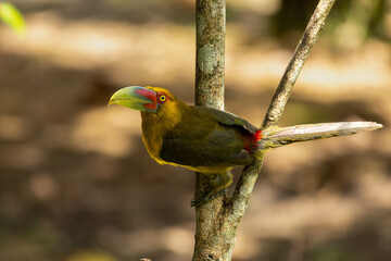 Birds of the Atlantic Forest - Brazil