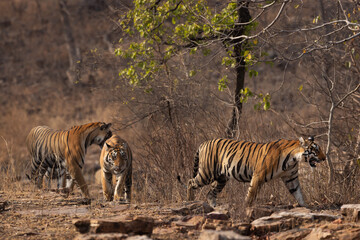 Tiger cubs walking in the jungle at Panna Tiger Reserve, Madhya pradesh, India