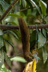 Birds of the Atlantic Forest - Brazil