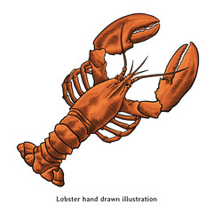 Lobster illustration. Lobster hand drawn illustration in vintage engraving style. Vintage lobster drawing