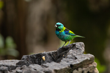 Birds of the Atlantic Forest - Brazil