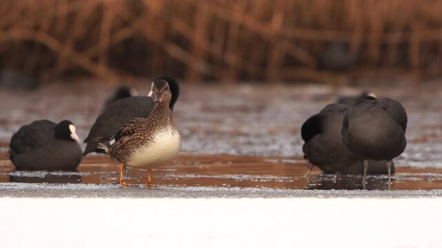 A gadwall (Mareca strepera) standing near an ice hole with some coots while a grebe swims past.