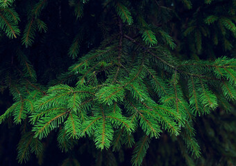 Green branches of a spruce tree close-up. Natural green Christmas tree background.