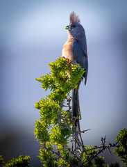 Grey go-away-bird on a branch