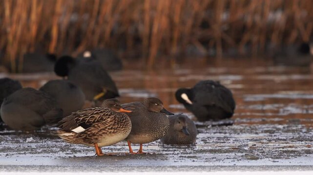 A pair of gadwalls (Mareca strepera) standing near an ice hole