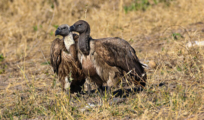 vulture in the Chobe, Botswana