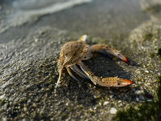 crab close up on sea beach
